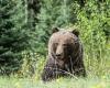 Warum Frauen lieber mit einem Bären allein im Wald wären als mit einem Mann | Weltnachrichten